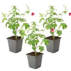 Planten|Tuinplanten-Plant in a Box Kaapse malva - Set van 3 - Anisodontea capensis El Rayo - Hoogte 25-40cm - ⌀9cm