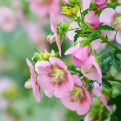 Planten|Tuinplanten-Plant in a Box Kaapse malva - Set van 3 - Anisodontea capensis El Rayo - Hoogte 25-40cm - ⌀9cm