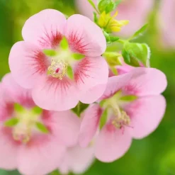 Planten|Tuinplanten-Plant in a Box Kaapse malva - Set van 3 - Anisodontea capensis El Rayo - Hoogte 25-40cm - ⌀9cm