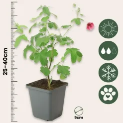 Planten|Tuinplanten-Plant in a Box Kaapse malva - Set van 3 - Anisodontea capensis El Rayo - Hoogte 25-40cm - ⌀9cm