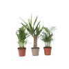 Plant in a Box Kamerpalmen - Set van 3 - Mini Indoor Palm Mix - Hoogte 25-40cm - ⌀12cm