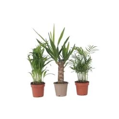 Plant in a Box Kamerpalmen - Set van 3 - Mini Indoor Palm Mix - Hoogte 25-40cm - ⌀12cm