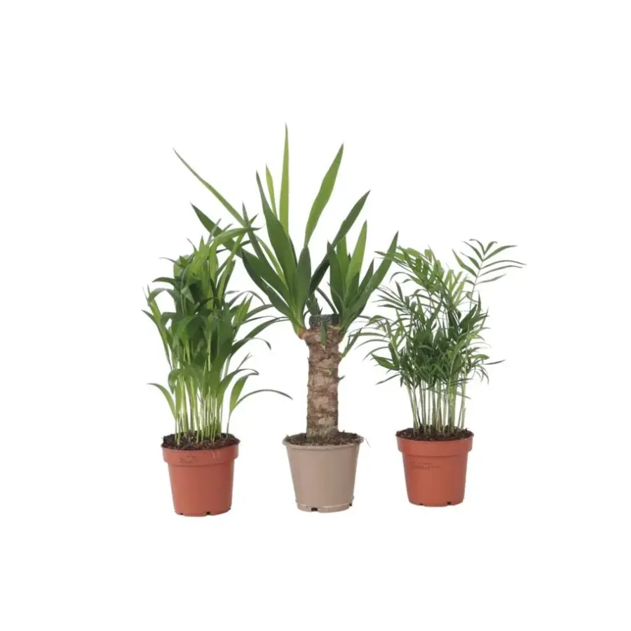 Plant in a Box Kamerpalmen - Set van 3 - Mini Indoor Palm Mix - Hoogte 25-40cm - ⌀12cm