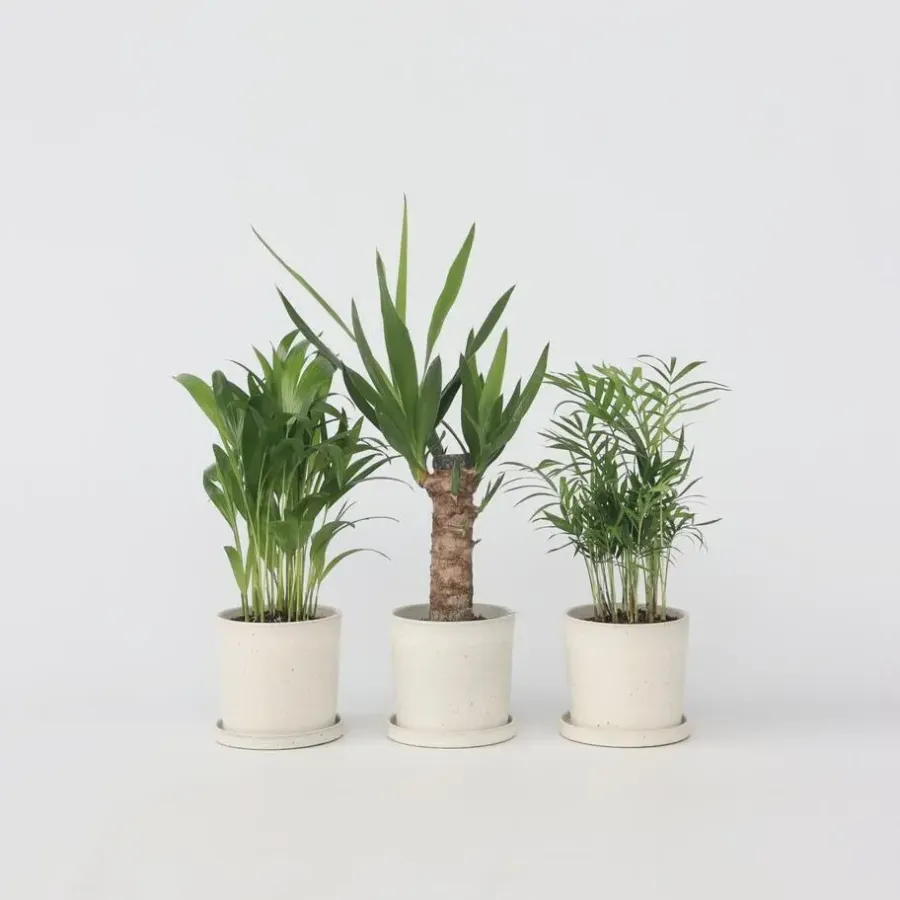 Plant in a Box Kamerpalmen - Set van 3 - Mini Indoor Palm Mix - Hoogte 25-40cm - ⌀12cm