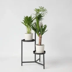 Plant in a Box Kamerpalmen - Set van 3 - Mini Indoor Palm Mix - Hoogte 25-40cm - ⌀12cm