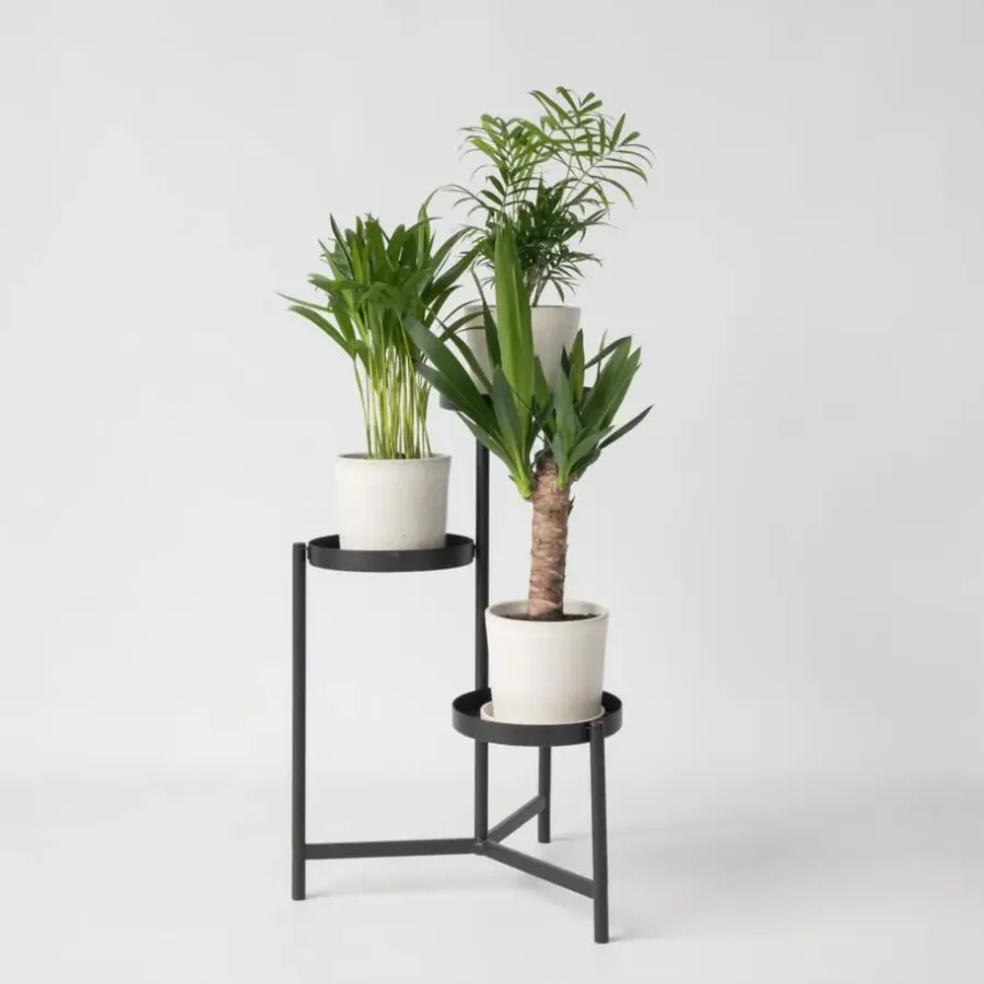 Plant in a Box Kamerpalmen - Set van 3 - Mini Indoor Palm Mix - Hoogte 25-40cm - ⌀12cm