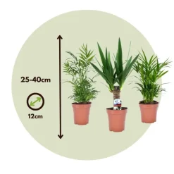 Plant in a Box Kamerpalmen - Set van 3 - Mini Indoor Palm Mix - Hoogte 25-40cm - ⌀12cm