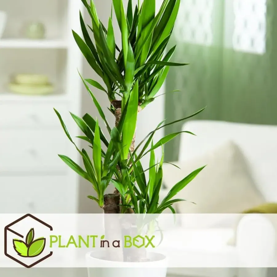 Plant in a Box Kamerpalmen - Set van 3 - Mini Indoor Palm Mix - Hoogte 25-40cm - ⌀12cm