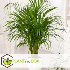 Plant in a Box Kamerpalmen - Set van 3 - Mini Indoor Palm Mix - Hoogte 25-40cm - ⌀12cm