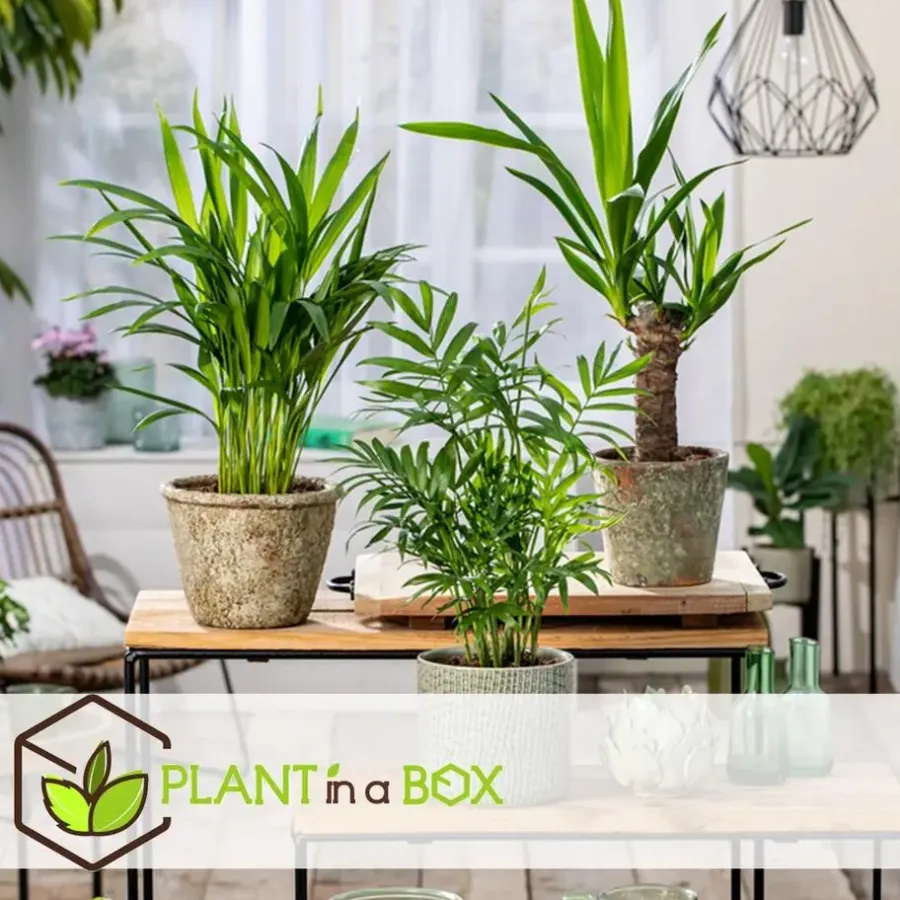 Plant in a Box Kamerpalmen - Set van 3 - Mini Indoor Palm Mix - Hoogte 25-40cm - ⌀12cm