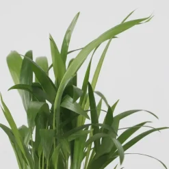 Plant in a Box Kamerpalmen - Set van 3 - Mini Indoor Palm Mix - Hoogte 25-40cm - ⌀12cm