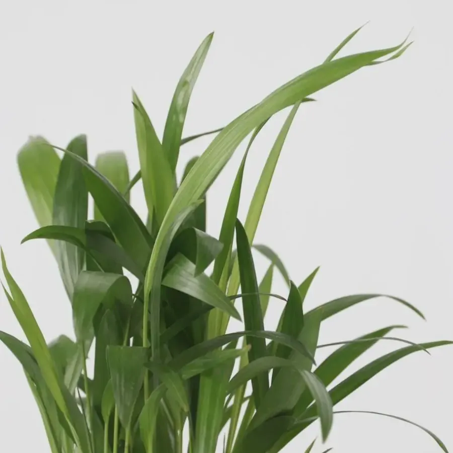 Plant in a Box Kamerpalmen - Set van 3 - Mini Indoor Palm Mix - Hoogte 25-40cm - ⌀12cm