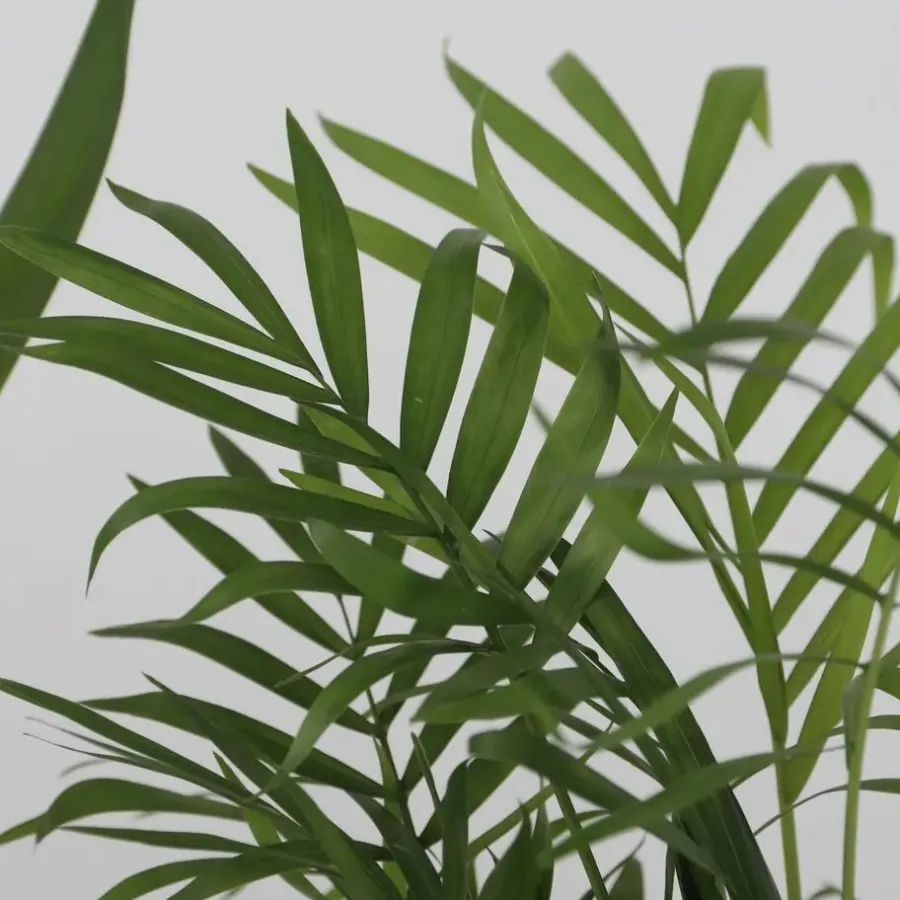 Plant in a Box Kamerpalmen - Set van 3 - Mini Indoor Palm Mix - Hoogte 25-40cm - ⌀12cm