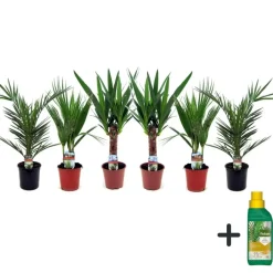 Kamerplanten-Plant in a Box Kamerpalmen met plantenvoeding - Set van 6 - Hoogte 50-70cm - ⌀14cm