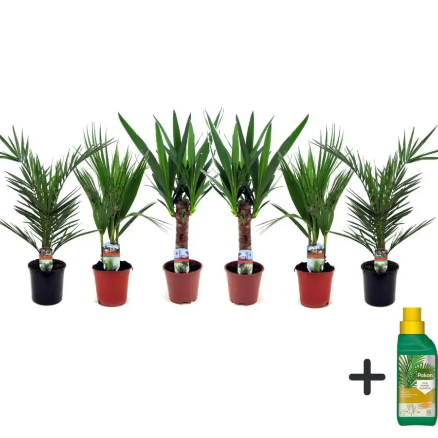 Kamerplanten-Plant in a Box Kamerpalmen met plantenvoeding - Set van 6 - Hoogte 50-70cm - ⌀14cm