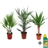 Plant in a Box Kamerpalmen met plantenvoeding - Set van 3 - Hoogte 50-70cm - ⌀14cm