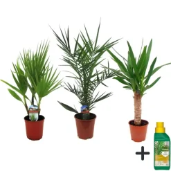Plant in a Box Kamerpalmen met plantenvoeding - Set van 3 - Hoogte 50-70cm - ⌀14cm