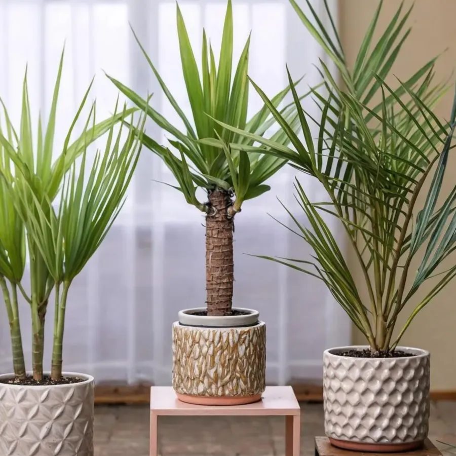 Plant in a Box Kamerpalmen met plantenvoeding - Set van 3 - Hoogte 50-70cm - ⌀14cm