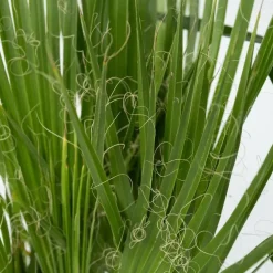 Plant in a Box Kamerpalmen met plantenvoeding - Set van 3 - Hoogte 50-70cm - ⌀14cm