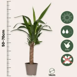Plant in a Box Kamerpalmen met plantenvoeding - Set van 3 - Hoogte 50-70cm - ⌀14cm