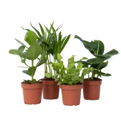 Kamerplanten-Plant in a Box Kamerplanten - Set van 4 - Areca Asplenium Clusia Musa - Hoogte 25-40cm - ⌀12cm