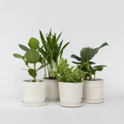 Kamerplanten-Plant in a Box Kamerplanten - Set van 4 - Areca Asplenium Clusia Musa - Hoogte 25-40cm - ⌀12cm