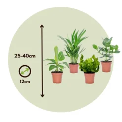 Kamerplanten-Plant in a Box Kamerplanten - Set van 4 - Areca Asplenium Clusia Musa - Hoogte 25-40cm - ⌀12cm