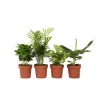 Plant in a Box Kamerplantenset - Set van 4 - Hoogte 25-40cm - ⌀12cm