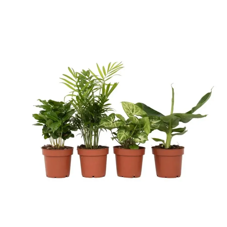Plant in a Box Kamerplantenset - Set van 4 - Hoogte 25-40cm - ⌀12cm
