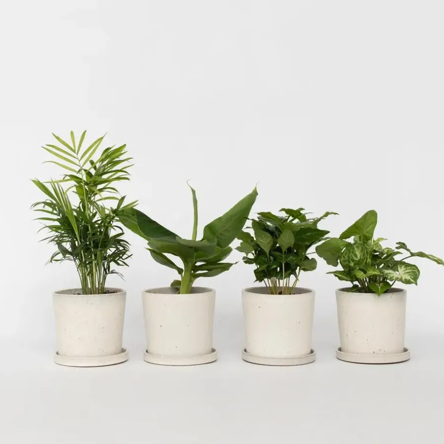 Plant in a Box Kamerplantenset - Set van 4 - Hoogte 25-40cm - ⌀12cm
