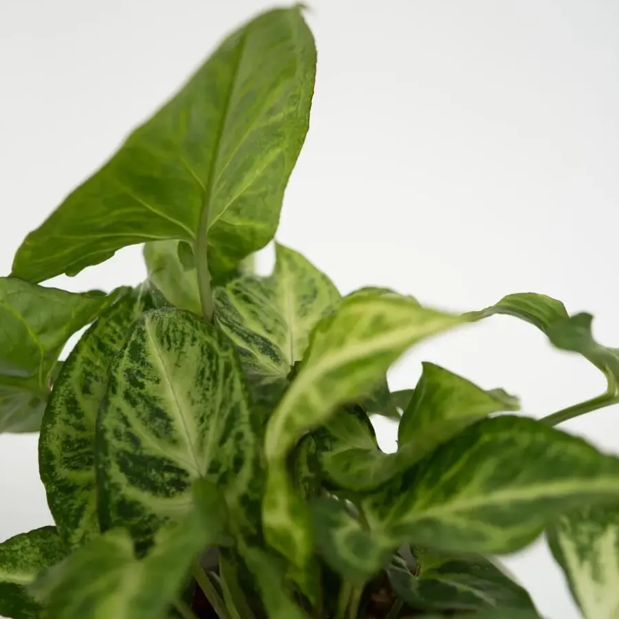 Plant in a Box Kamerplantenset - Set van 4 - Hoogte 25-40cm - ⌀12cm