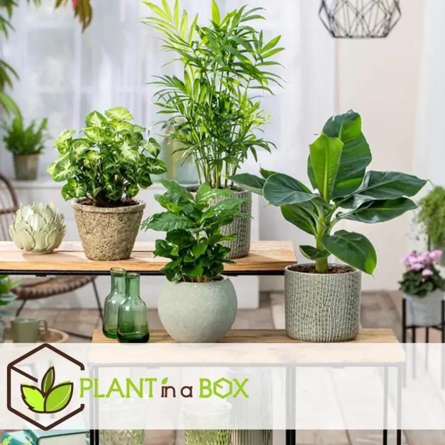 Plant in a Box Kamerplantenset - Set van 4 - Hoogte 25-40cm - ⌀12cm