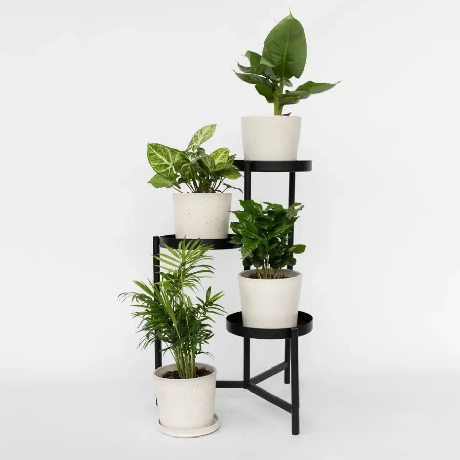 Plant in a Box Kamerplantenset - Set van 4 - Hoogte 25-40cm - ⌀12cm