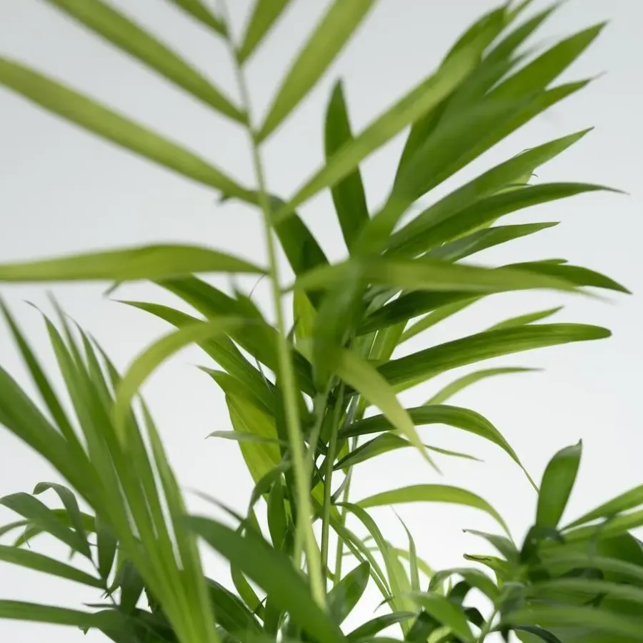 Plant in a Box Kamerplantenset - Set van 4 - Hoogte 25-40cm - ⌀12cm