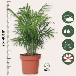 Plant in a Box Kamerplantenset - Set van 4 - Hoogte 25-40cm - ⌀12cm