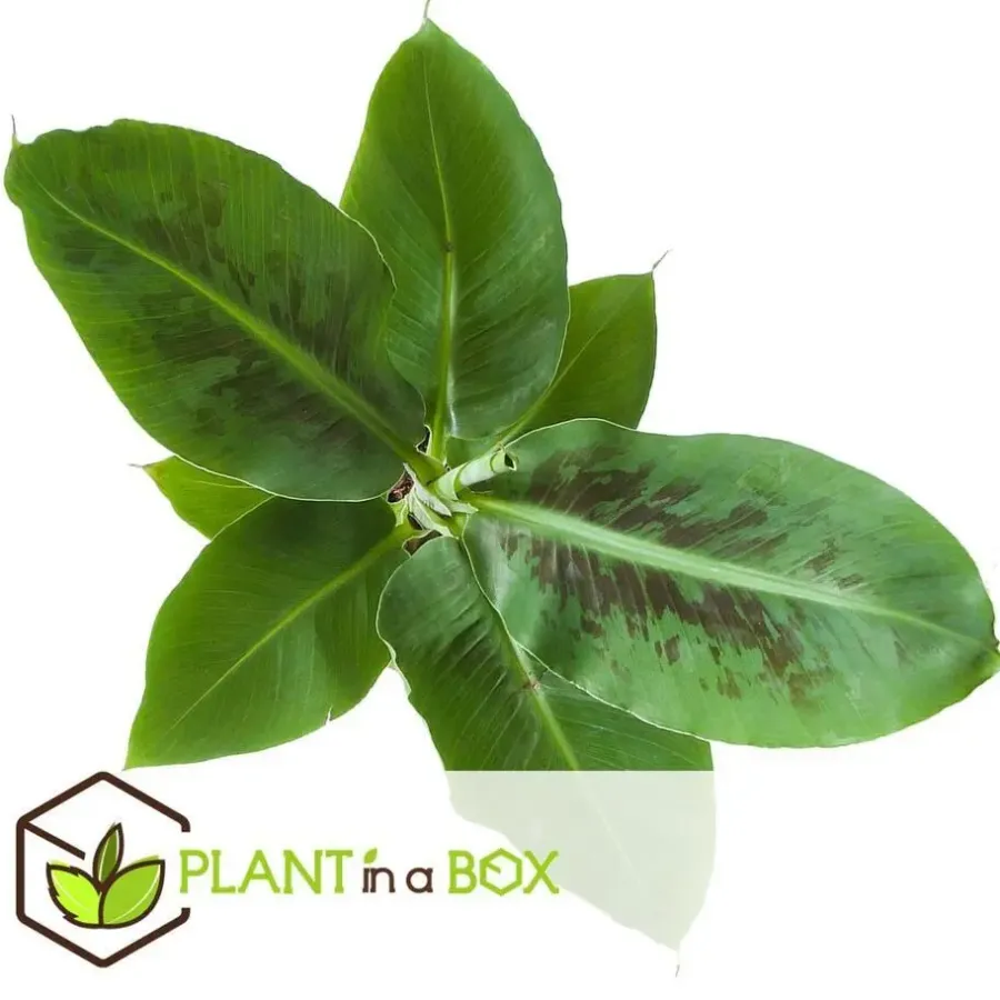 Plant in a Box Kamerplantenset - Set van 4 - Hoogte 25-40cm - ⌀12cm