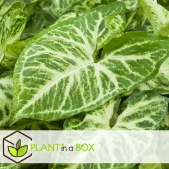 Plant in a Box Kamerplantenset - Set van 4 - Hoogte 25-40cm - ⌀12cm
