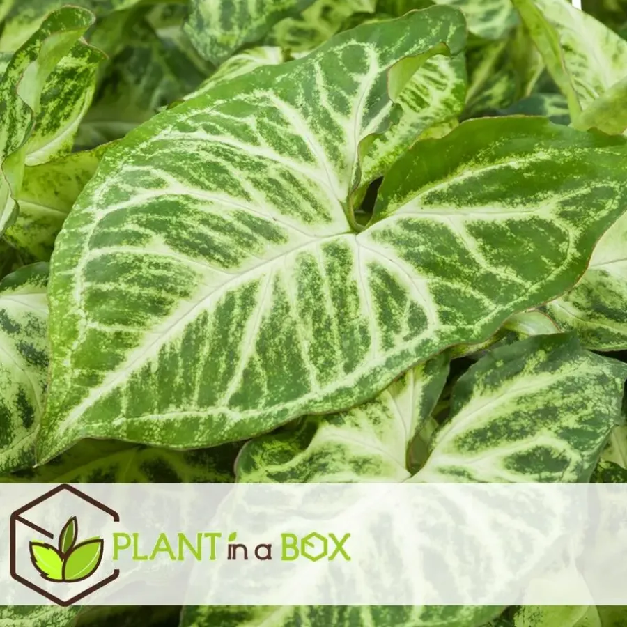Plant in a Box Kamerplantenset - Set van 4 - Hoogte 25-40cm - ⌀12cm