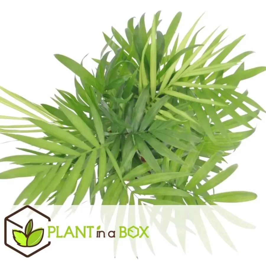 Plant in a Box Kamerplantenset - Set van 4 - Hoogte 25-40cm - ⌀12cm