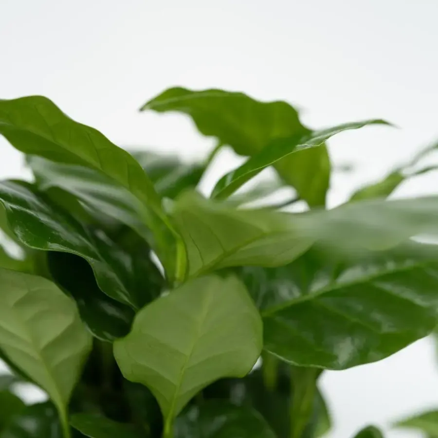 Plant in a Box Kamerplantenset - Set van 4 - Hoogte 25-40cm - ⌀12cm
