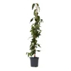 Plant in a Box Kamperfoelie - Lonicera henryi 'Copper Beauty' - Hoogte 110-120cm - ⌀17cm