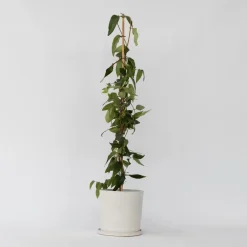 Plant in a Box Kamperfoelie - Lonicera henryi 'Copper Beauty' - Hoogte 110-120cm - ⌀17cm