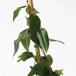 Plant in a Box Kamperfoelie - Lonicera henryi 'Copper Beauty' - Hoogte 110-120cm - ⌀17cm