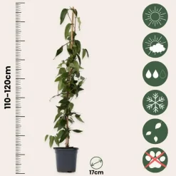 Plant in a Box Kamperfoelie - Lonicera henryi 'Copper Beauty' - Hoogte 110-120cm - ⌀17cm