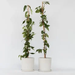 Planten|Tuinplanten-Plant in a Box Kamperfoelie - Set van 2 - Lonicera 'Copper Beauty' - Hoogte 110-120cm - ⌀17cm