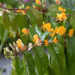 Planten|Tuinplanten-Plant in a Box Kamperfoelie - Set van 2 - Lonicera 'Copper Beauty' - Hoogte 110-120cm - ⌀17cm