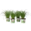 Plant in a Box Kattengras - Set van 4 - Cyperus zumula - Hoogte 30-40cm - ⌀12cm