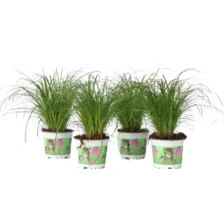 Plant in a Box Kattengras - Set van 4 - Cyperus zumula - Hoogte 30-40cm - ⌀12cm