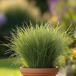 Plant in a Box Kattengras - Set van 4 - Cyperus zumula - Hoogte 30-40cm - ⌀12cm