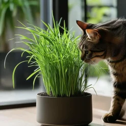 Plant in a Box Kattengras - Set van 4 - Cyperus zumula - Hoogte 30-40cm - ⌀12cm